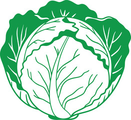 A cabbage head in a minimalist style. Vector illustration of a vegetable, isolated on a white background 