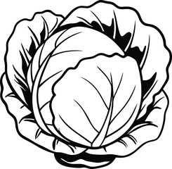 A cabbage head in a minimalist style. Vector illustration of a vegetable, isolated on a white background 