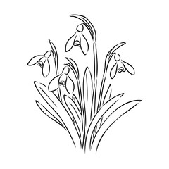 Snowdrops flower continuous line art drawing style. Snowdrop line sketch. Spring concept.