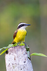 The great kiskadee, Pitangus sulphuratus, called bem-te-vi, pitogue etc.