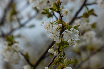 Selective focus of beautiful branches of cherry blossoms on the tree under blue sky, Beautiful Sakura flowers during spring season in the park, Floral pattern texture, Nature background