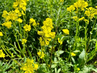 Obraz premium Canola Blooms