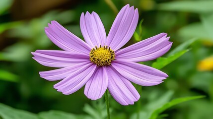 Fototapeta premium Vibrant purple flower in bloom, a closeup of nature's beauty purple