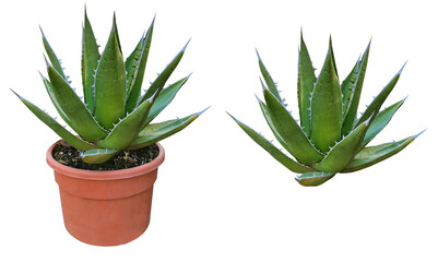 aloe vera plant, agave plant, mangave plant isolated on transparent background for landscape