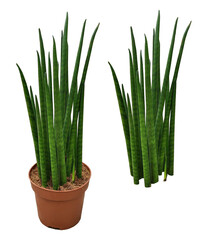 Snake plant, sansevieria, aloe plant in a pot isolated on transparent background