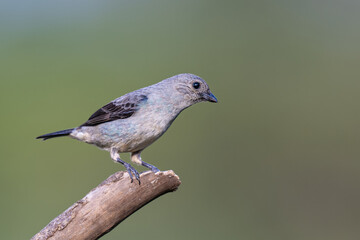 The plain-colored tanager, Tangara inornata, the family Thraupidae