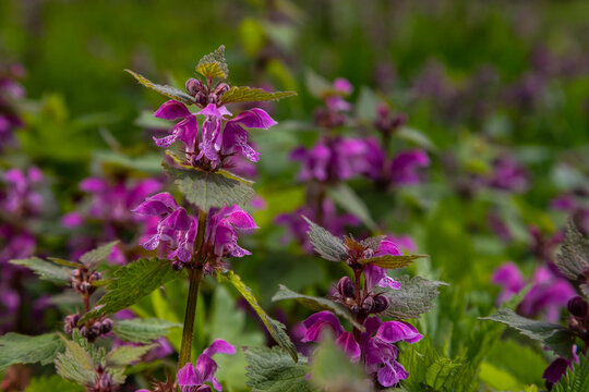 Deaf nettle blooming in a forest, Lamium purpureum. Spring purple flowers with leaves close up