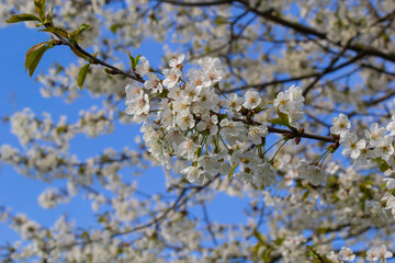 Selective focus of beautiful branches of cherry blossoms on the tree under blue sky, Beautiful Sakura flowers during spring season in the park, Floral pattern texture, Nature background