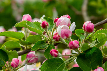 Flower buds, flowers and green young leaves on a branch of a blooming apple tree. Close-up of pink buds and blossoms of an apple tree on a blurred background in spring. Selective focus