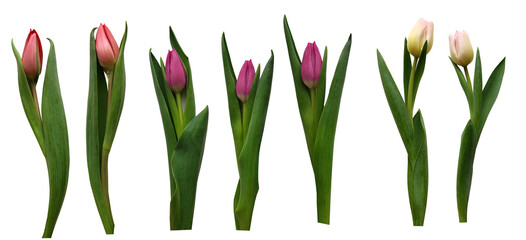 Colorful tulips with leaves isolated on a transparent background, pink tulips, purple tulips, light...