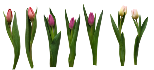 collection of tulips isolated on a transparent background, png, pink, purple tulips with leaves for floral design and concept