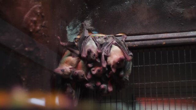 close up of many bats on ceiling upside down, creepy bats