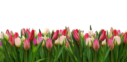 colorful tulips isolated on transparent background for spring and easter design background. Spring floral banner for website header and garden center promotion. © just_flowerin