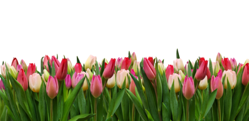 colorful tulips isolated on transparent background for spring and easter design background