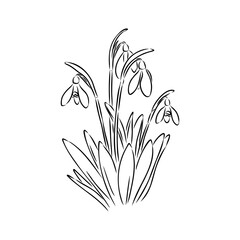 Snowdrops flower continuous line art drawing style. Snowdrop line sketch. Spring concept.