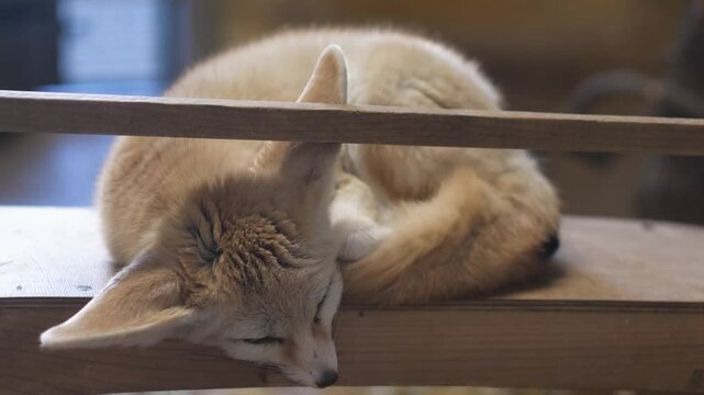 close up of fennec fox sleeping in zoo, adult fennec fox in enclosure