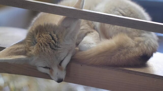 close up of fennec fox sleeping in zoo, adult fennec fox in enclosure