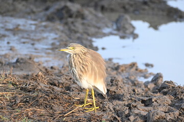 A pond heron is seen standing on the banks of a wetland lake