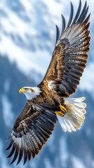 Sky high bald eagle flight high resolution hd picture