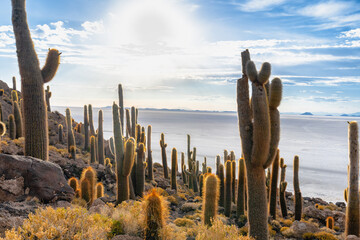 サボテンが彩る絶景 - ウユニ塩湖 インカワシ島

