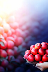 Hands hold harvested red apples outdoors; orchard backdrop. Agricultural food ads, healthy eating concept
