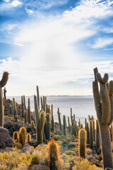 サボテンが彩る絶景 - ウユニ塩湖 インカワシ島
