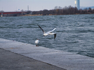 Möwen im Flug über der Donau
Möwen fliegen über die wellige Wasseroberfläche der Donau, während einige auf dem Wasser treiben. Im Hintergrund das Ufer mit Bäumen und einem Boot.