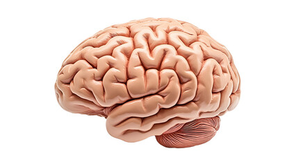 Human brain organ model Isolated on white background.