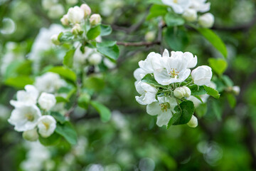 Blooming apple tree in spring time