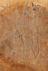 Fototapeta premium Background of wood from a tree trunk with growth rings.