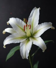 Fototapeta premium Unique photo of white lily with red dots on black surface, close photograph, outdoor garden, symbol, delicate flowers