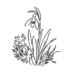 Snowdrops flower continuous line art drawing style. Snowdrop line sketch. Spring concept.