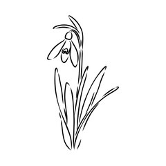 Snowdrops flower continuous line art drawing style. Snowdrop line sketch. Spring concept.