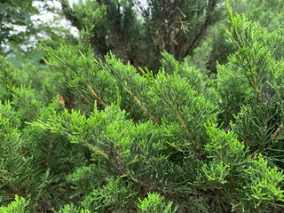 Green pine branches.