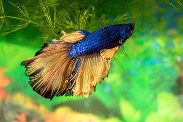 Aquarium fish  siamese cockerel swim. Male fighting fish. Veil, bicolor, blue scales, golden fins and tail. Latin name-Betta splendens.