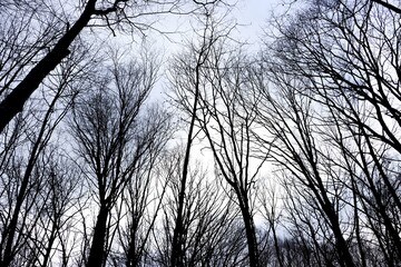 Tree Viens 