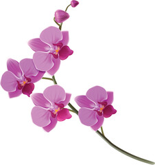 pink orchid isolated on white background