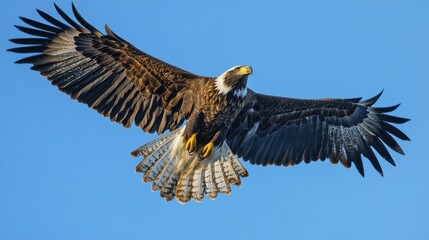 Obraz premium Majestic Bald Eagle Soaring in the Clear Blue Sky, Showcasing Its Impressive Wingspan and Unique Feather Patterns, Capturing the Essence of Nature