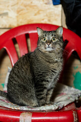 cats at a shelter for stray cats in Cheboksary