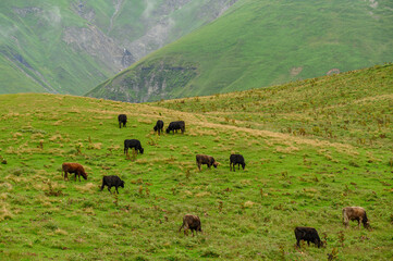 Herd of cows graze on an ecologically clean meadow surrounded by mountains. Cattle on a green...