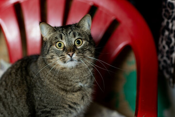 cats at a shelter for stray cats in Cheboksary