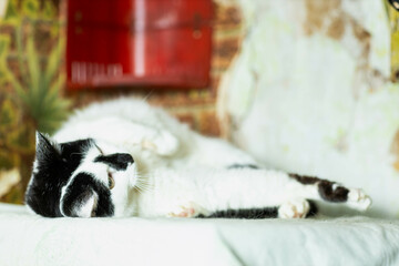 cats at a shelter for stray cats in Cheboksary