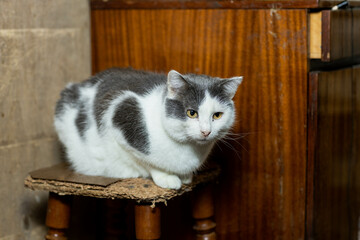 cats at a shelter for stray cats in Cheboksary