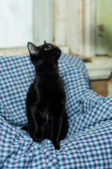 cats at a shelter for stray cats in Cheboksary