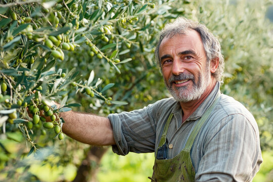 A mature Greek farmer picks olives from a tree in a sun-drenched grove, demonstrating a peaceful rural lifestyle with an emphasis on sustainability and traditional farming. - Powered by Adobe