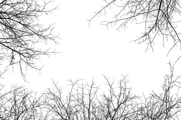 Tree branches isolated on white background. Dead tree without leaves. Black trees silhouettes on...