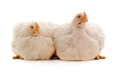 Two white chickens.