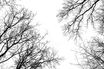 Tree branches isolated on white background. Dead tree without leaves. Black trees silhouettes on...