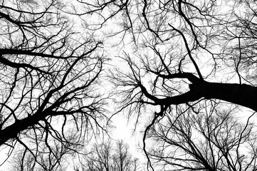 Tree branches isolated on white background. Dead tree without leaves. Black trees silhouettes on...