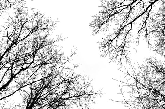 Tree branches isolated on white background. Dead tree without leaves. Black trees silhouettes on sky background. Bare branches trees in winter. Branch pattern texture.